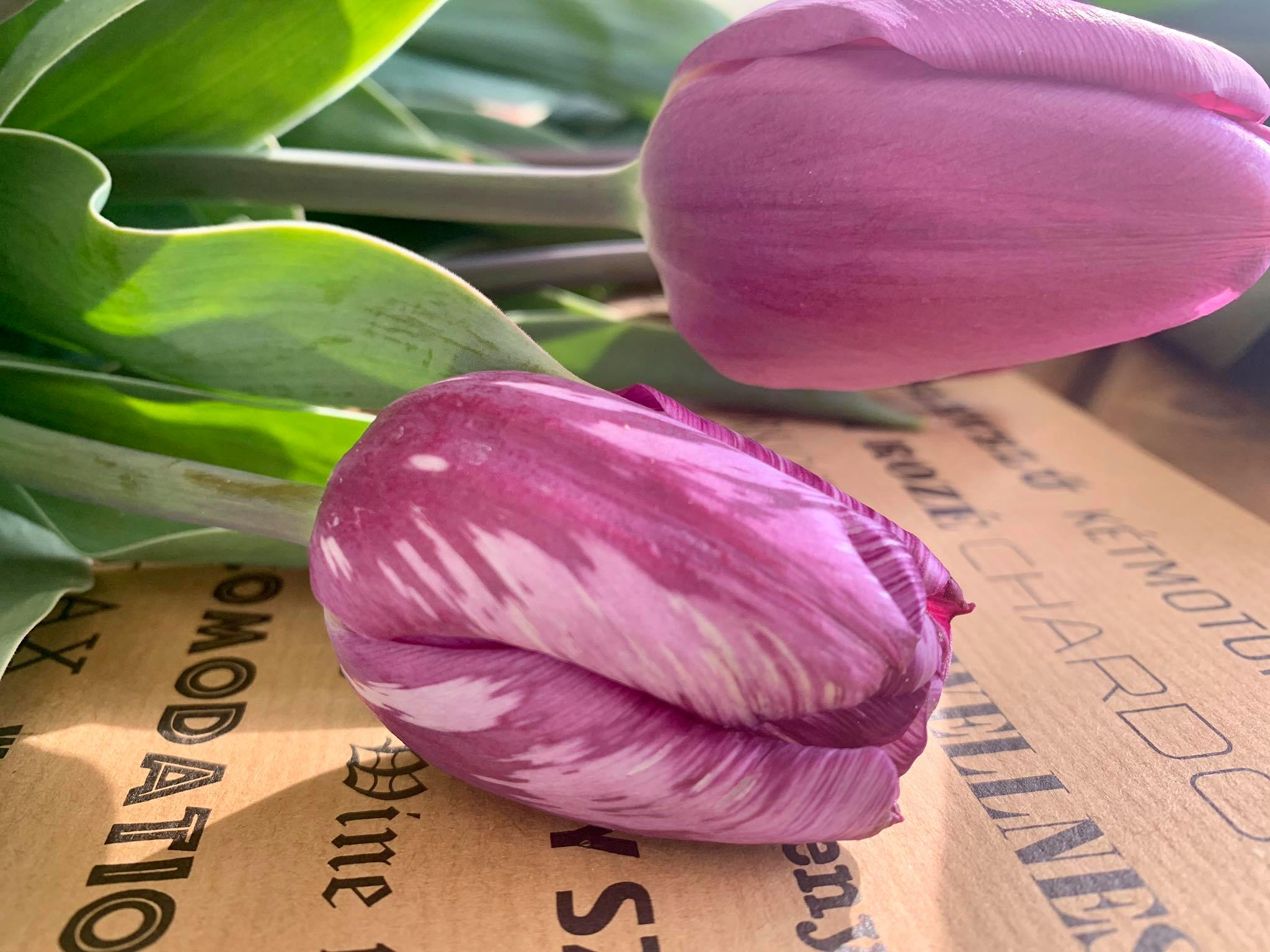 Tulipgarden Cegléd