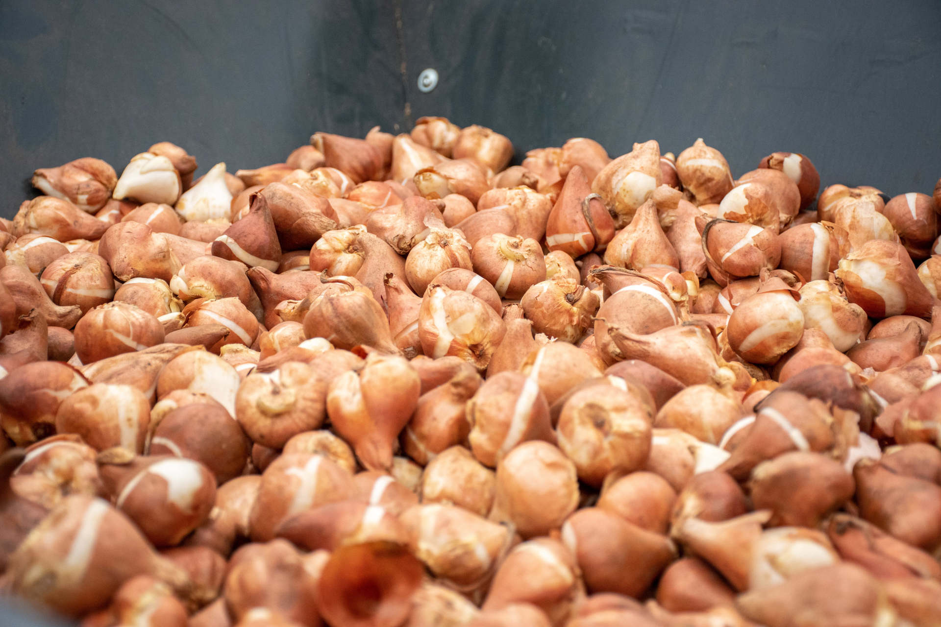 50.000 tulipánhagyma a Tisza-tónál